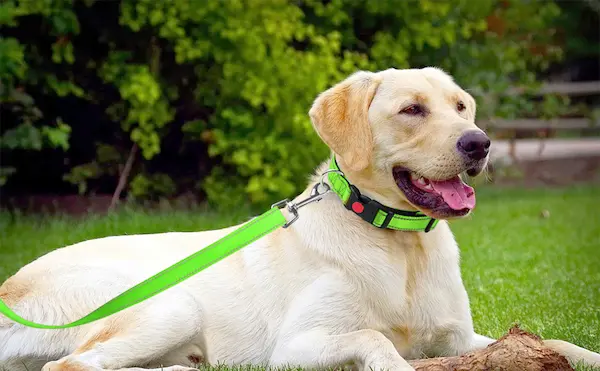 Tendencias actuales de nombres para perros - Nombres para perros