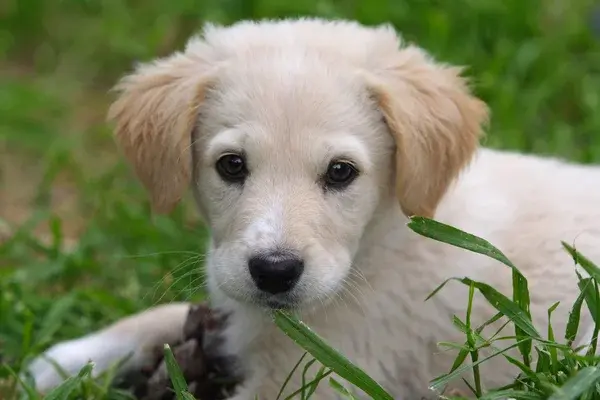 Nombres para perros machos - Nombres para perros