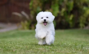 +200 Nombres para Perros | Ideas en tendencia para macho y hembra